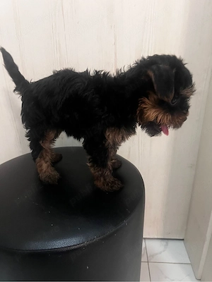 Yorkshire Terrier cu Pedigree