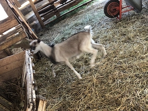 țapisori pentru sacrificat sau de ținut 