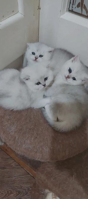 British shorthair chinchilla silver 