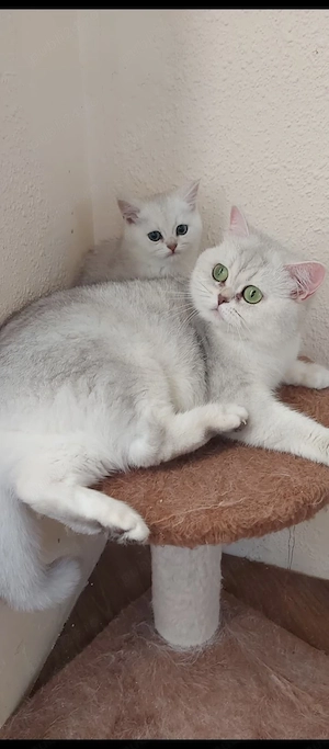 British shorthair chinchilla silver  - imagine 3