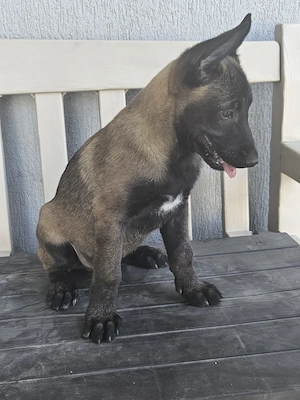 Ciobănesc malinois belgian  cu pedigree  - imagine 3
