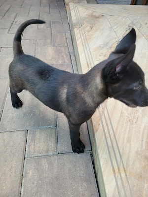 Ciobănesc malinois belgian  cu pedigree  - imagine 2