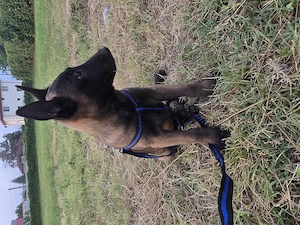 Ciobănesc malinois belgian  cu pedigree  - imagine 5