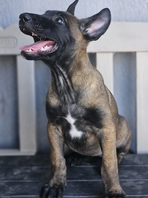 Ciobănesc malinois belgian  cu pedigree  - imagine 4