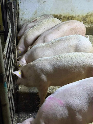 porci de vanzare porci de carne foarte buni de calitatea cea mai buna 