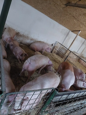 porci de vanzare porci de carne foarte buni de calitatea cea mai buna  - imagine 4