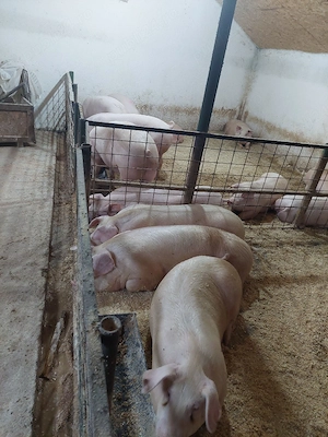 porci de vanzare porci de carne foarte buni de calitatea cea mai buna  - imagine 5