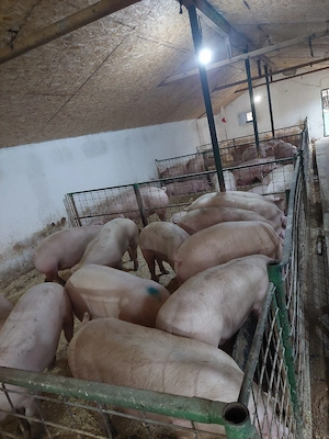 porci de vanzare porci de carne foarte buni de calitatea cea mai buna  - imagine 3