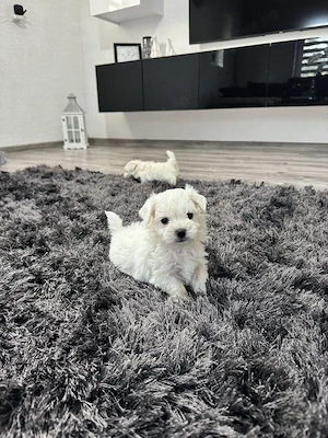 Vand bichon maltez mini toy sunt deparazitați - imagine 2