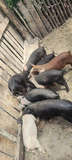 De vânzare purceii din ciugudu de jos comuna unirea judetul Alba 