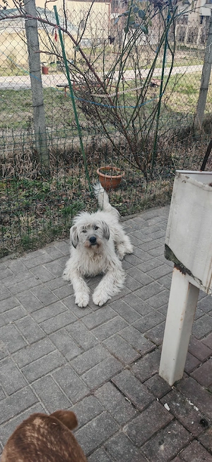 Catelusa jucăușă Ema