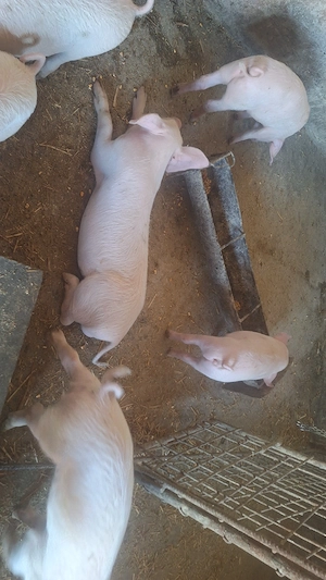 De vânzare șoldanei