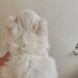 bichon malteze  - imagine 2