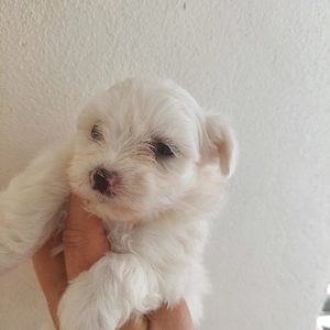 bichon malteze 