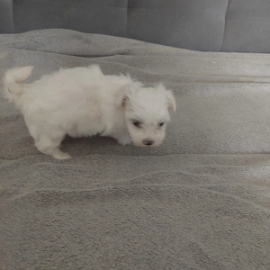 bichon malteze  - imagine 3