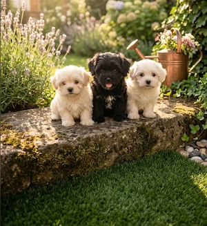 Catei bichon havanezi!