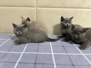 vand pui british shorthair rasa pura - imagine 3