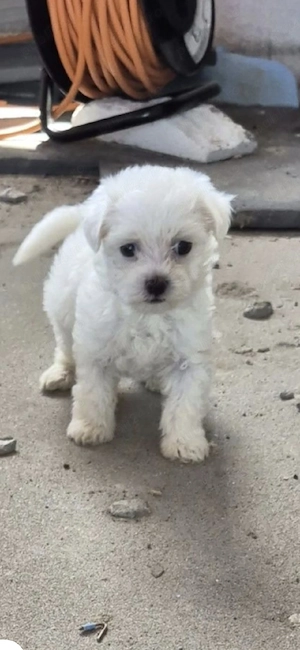 Bichon Maltez 1 an si o luna  - imagine 2