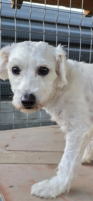 Bichon Maltez 1 an si o luna 