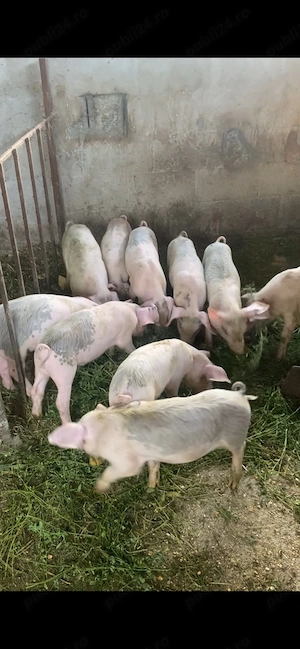 purcei de 8 saptamani