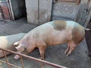 Purcea de vânzare 180-200kg - imagine 2