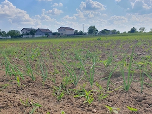 Vând teren intravilan situat în Moara Vlăsiei, Strada Berzei - imagine 9
