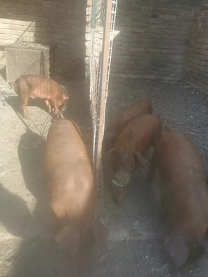Vând purcei de 6 săptămâni rasă pură duroc  - imagine 2
