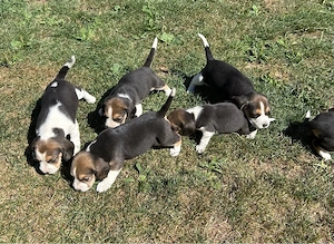 Pui Beagle