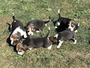 Pui Beagle