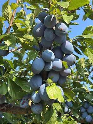 Prune de vanzare 2lei kg