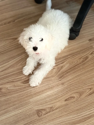 vand bichon maltez 