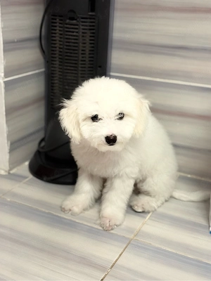 vand bichon maltez  - imagine 4
