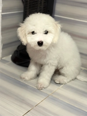 vand bichon maltez  - imagine 5