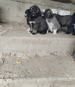 Catei rasa carpatini