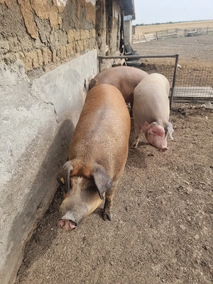 vand porci 250 300 kg 14 lei kg  - imagine 3