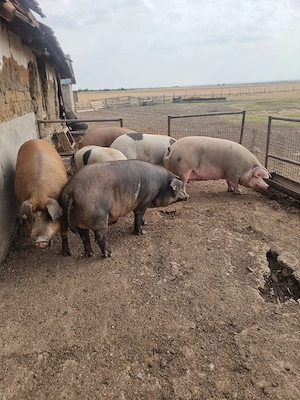 vand porci 250 300 kg 14 lei kg  - imagine 2