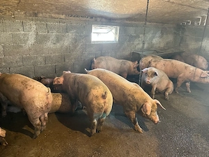 vand porci de carne 