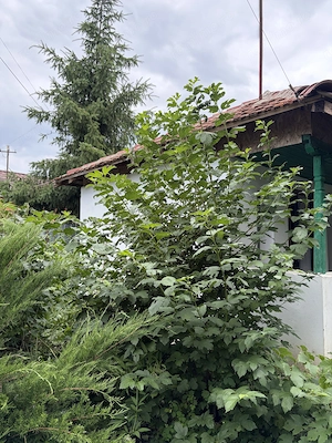 Afumați, Jud. Ilfov, strada Mircea Vodă, casă demolabilă - imagine 15