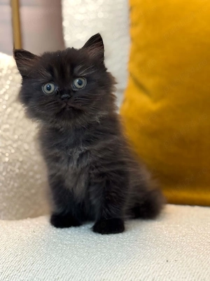 British shorthair longhair 