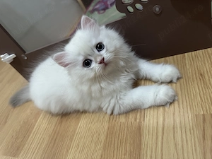 Băiețel British Longhair cu pedigree