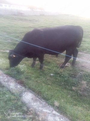 vând taur angus pentru montă are un an și șapte luni și toate actele pregătite pentru autorizare