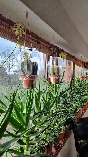 Vând plante mature de Aloe Vera (nu barbadensis) în ghivece,cu vârsta până la 8-10 ani. 