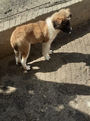 De Vânzare Căței Saint - Bernard