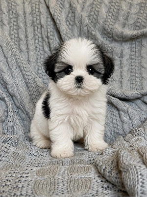 shih tzu mini toy