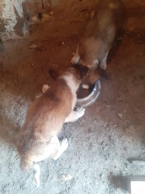 De Vânzare Căței Saint - Bernard - imagine 2