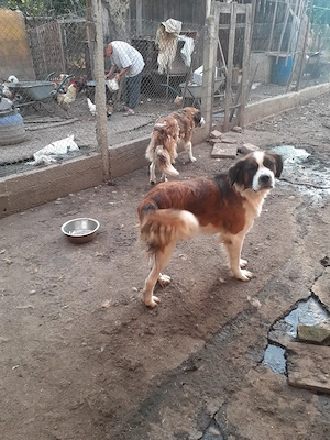 De Vânzare Căței Saint - Bernard - imagine 3