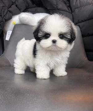 shih tzu mini toy
