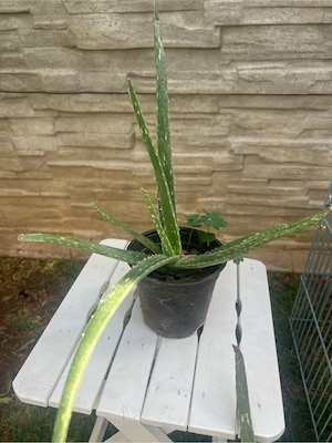 plante aloie