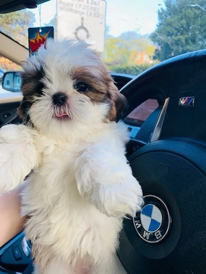 shih tzu mini toy