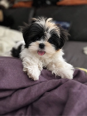 Shih tzu mini toy